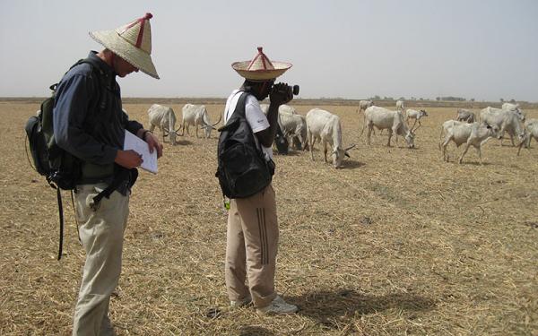 Researchers taking photographs of a cattle herd