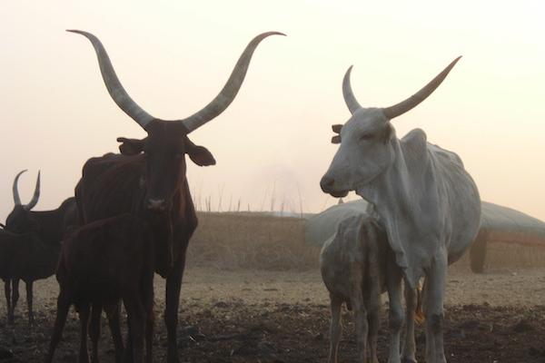 Cows and calves. Cows and calves.