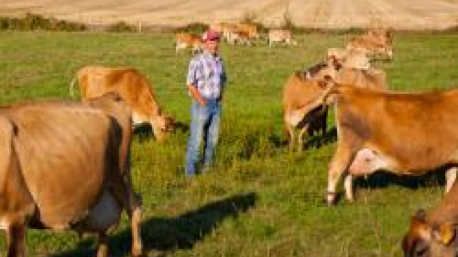 NIcholas Kristof in a field of cows