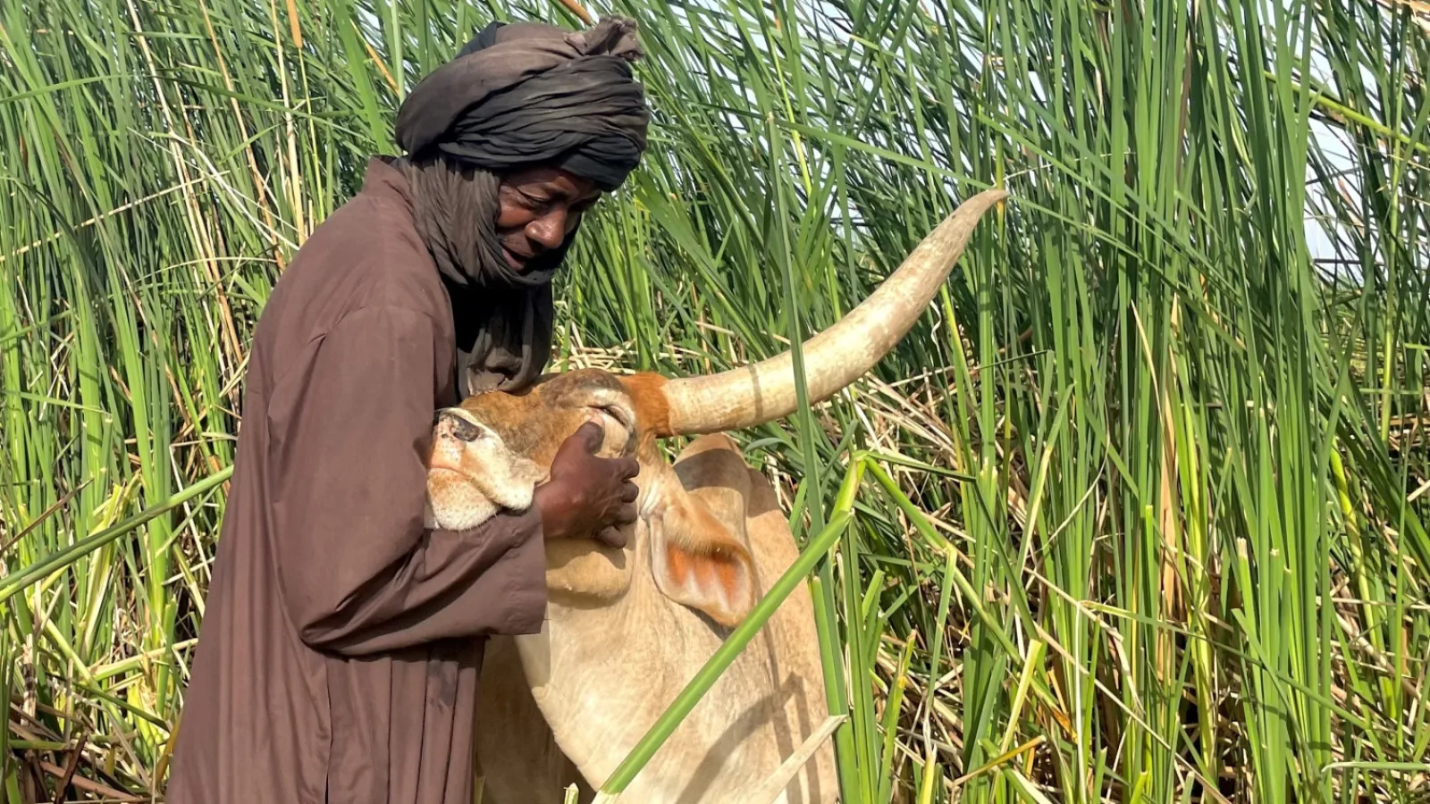 Pastoralist Hamady Sow, standing with his favorite cow among the vegetation near Lake Guiers, northern Senegal. Photo: Zoé L’Hôte.