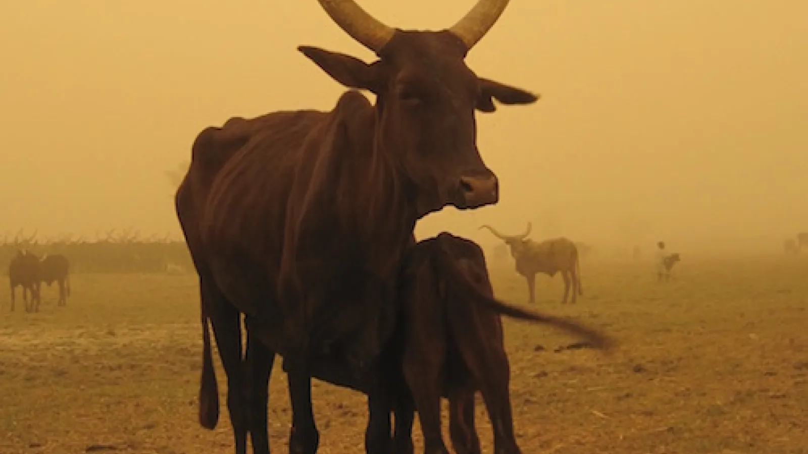 Herd demography.