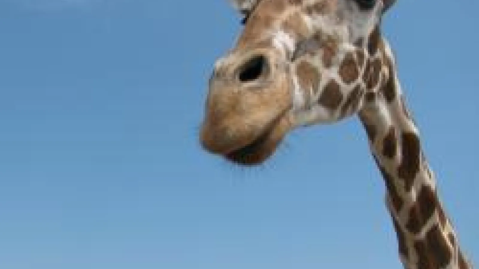 Giraffe at the Wilds