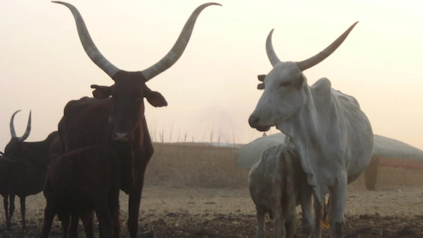 Cows and calves.