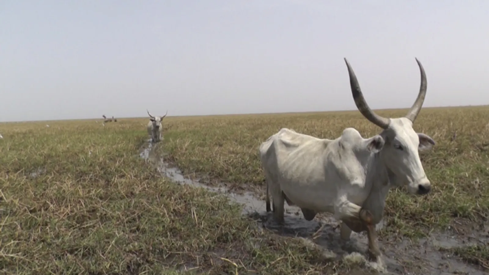 Cattle in Lake Maga area