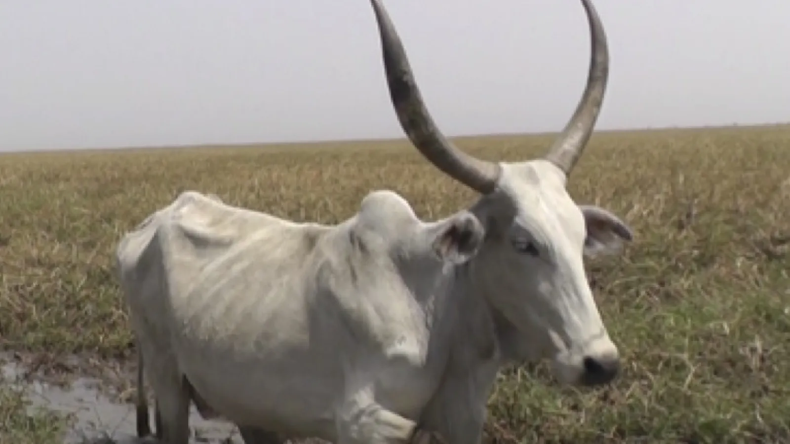 Cattle in Lake Maga area