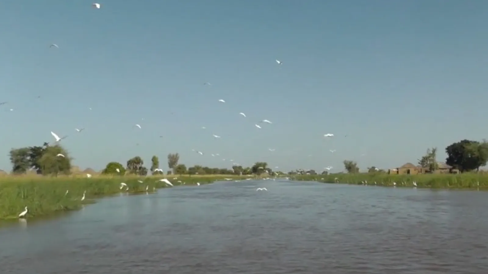 Screen shot of film about fish canals.