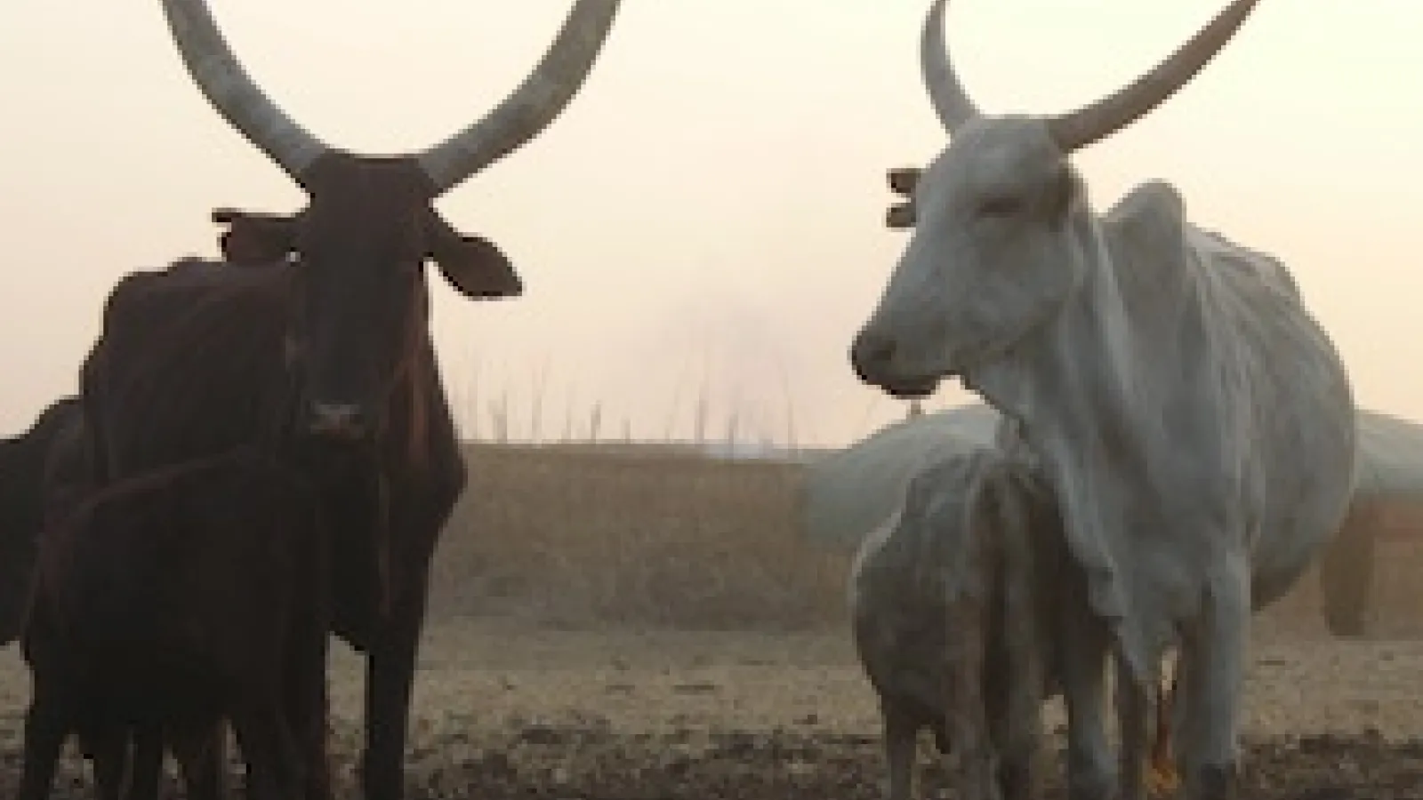 Cattle in Cameroon.