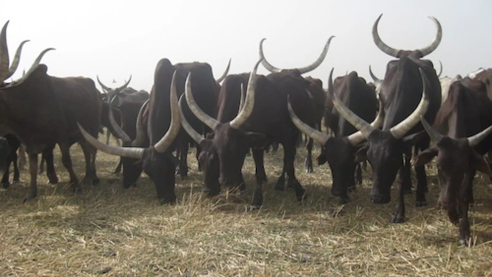 Cattle grazing.