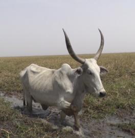 Cattle in Lake Maga area