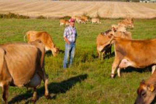 NIcholas Kristof in a field of cows