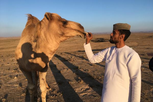Camel culture.