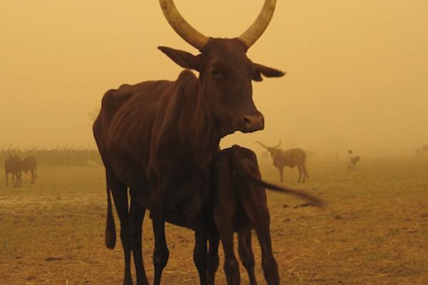 Herd demography. Herd demography.