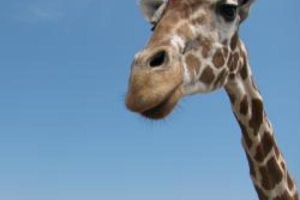 Giraffe at the Wilds