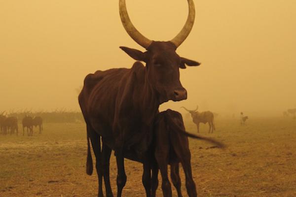cattle in dust storm.
