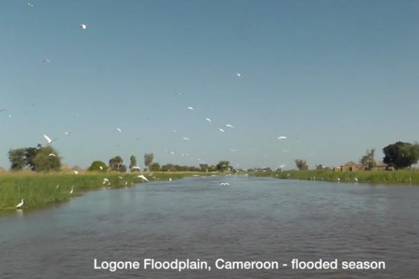 Screen shot of film about fish canals. Screen shot of film about fish canals.