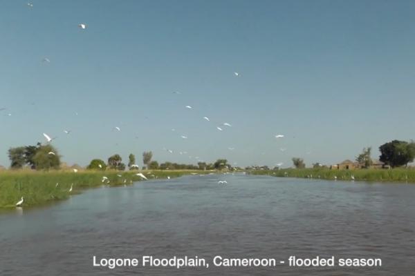 Screen shot of film about fish canals.