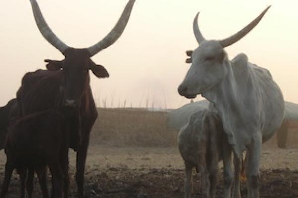 Cattle in Cameroon. Cattle in Cameroon.