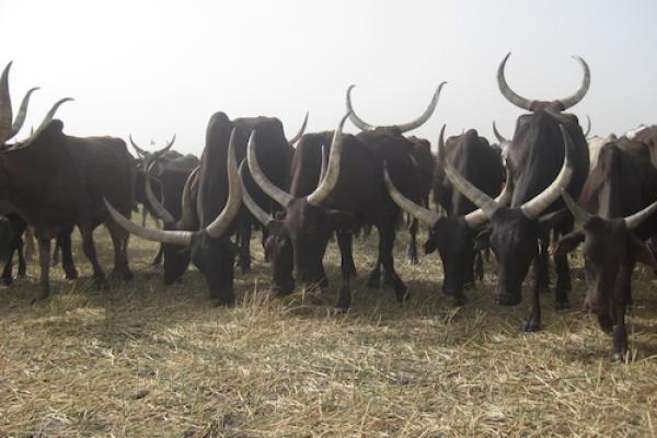 Cattle grazing. Cattle grazing.