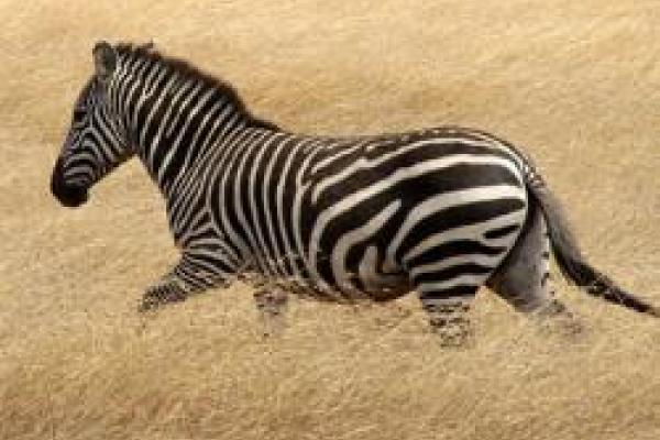 Zebra
