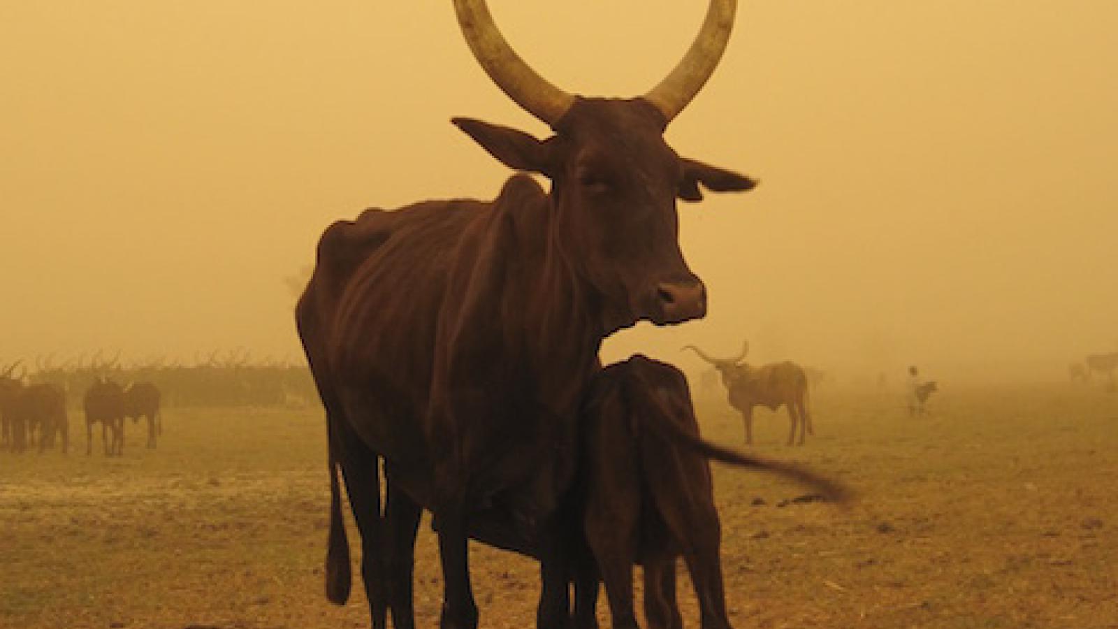 cattle in dust storm.